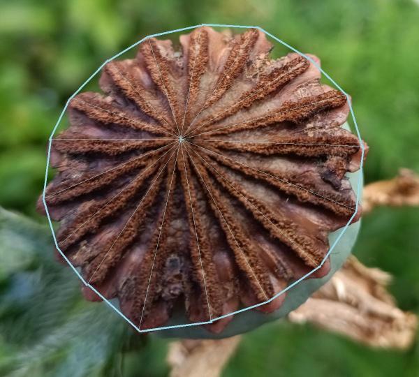 Mohn Heptadekagon, &copy; eM 2026